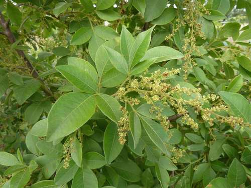 Searsia pyroides (Searsia pyroides)