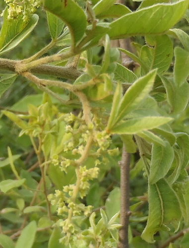 Searsia pyroides (Searsia pyroides)