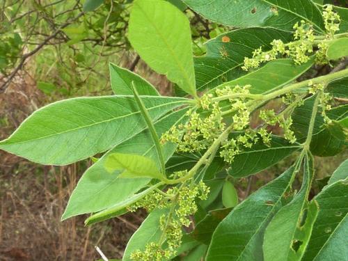 Searsia pyroides (Searsia pyroides)