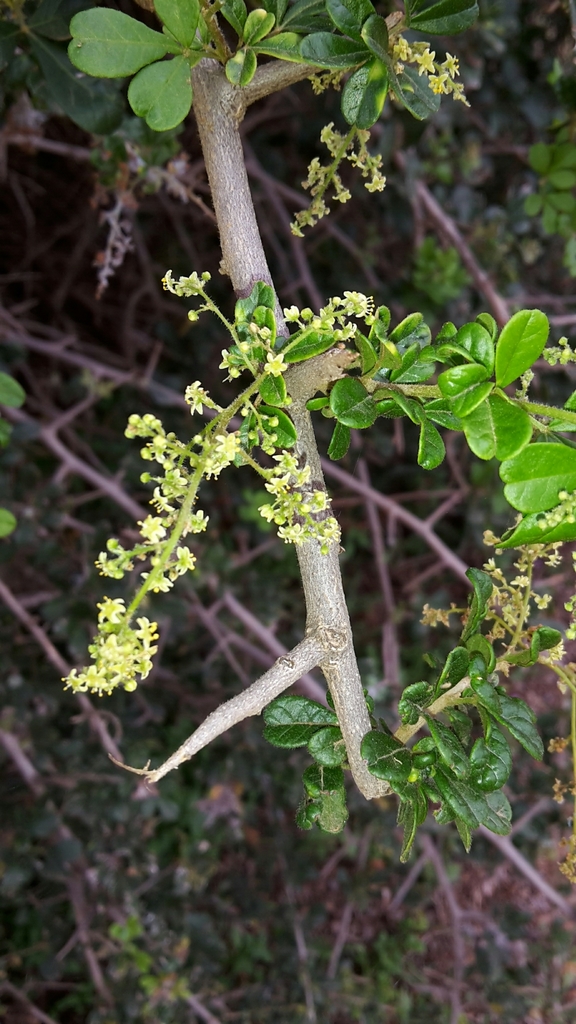 Thorny crowberry (Searsia refracta)