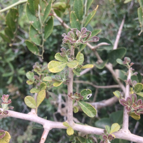 Thorny crowberry (Searsia refracta)