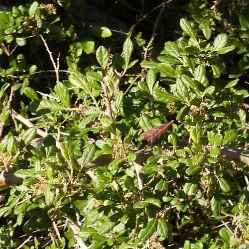 Thorny crowberry (Searsia refracta)