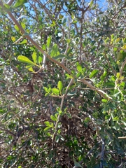 Thorny crowberry (Searsia refracta)