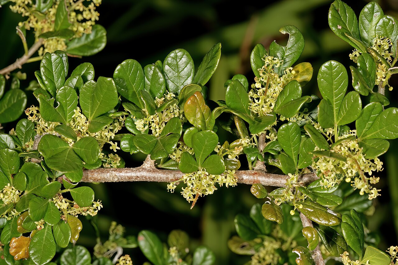 Thorny crowberry: Searsia refracta , male flowers; Kirstenbosch National Botanical Garden, Cape Town, Western Cape, South Africa