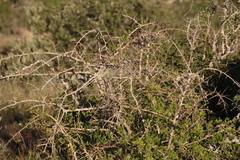 Thorny crowberry (Searsia refracta)
