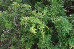Thorny crowberry (Searsia refracta)