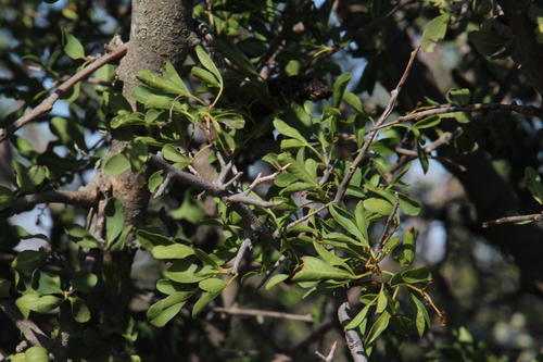 Thorny crowberry (Searsia refracta)