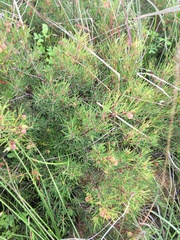 Searsia rosmarinifolia (Searsia rosmarinifolia)