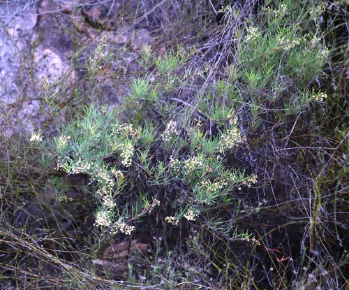 Searsia rosmarinifolia (Searsia rosmarinifolia)