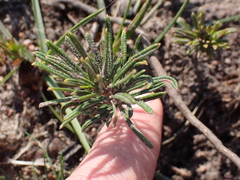 Searsia rosmarinifolia (Searsia rosmarinifolia)