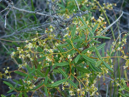 Searsia rosmarinifolia (Searsia rosmarinifolia)