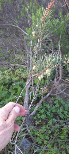 Searsia rosmarinifolia (Searsia rosmarinifolia)
