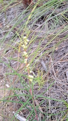 Searsia rosmarinifolia (Searsia rosmarinifolia)