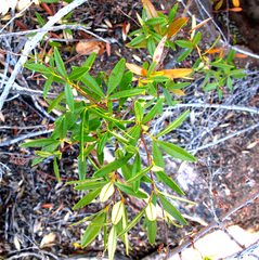 Searsia rosmarinifolia (Searsia rosmarinifolia)