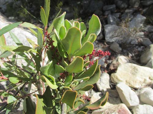 Searsia scytophylla (Searsia scytophylla)