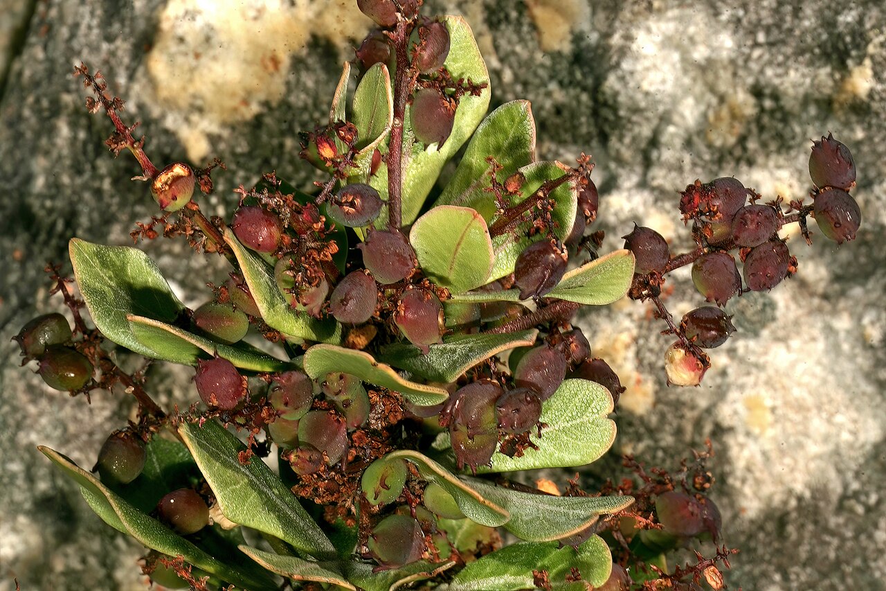 Searsia scytophylla: Searsia scytophylla var. scytophylla , developing fruit; Viljoen's Pass, Grabouw, Western Cape, South Africa