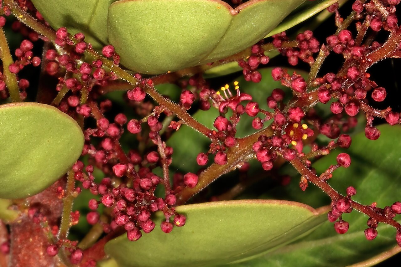 Searsia scytophylla: Searsia scytophylla var. scytophylla , male flowers (most still in bud); Viljoen's Pass, Grabouw, Western Cape, South Africa