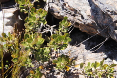 Searsia scytophylla (Searsia scytophylla)