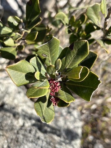 Searsia scytophylla (Searsia scytophylla)