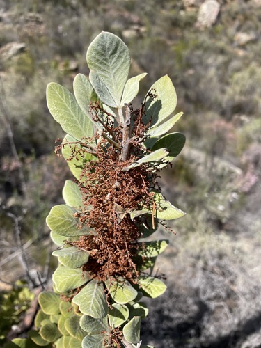 Searsia scytophylla (Searsia scytophylla)
