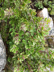 Searsia scytophylla (Searsia scytophylla)