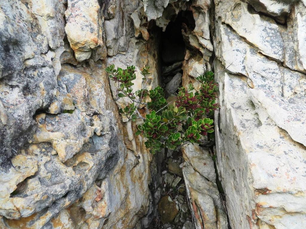 Searsia scytophylla (Searsia scytophylla)