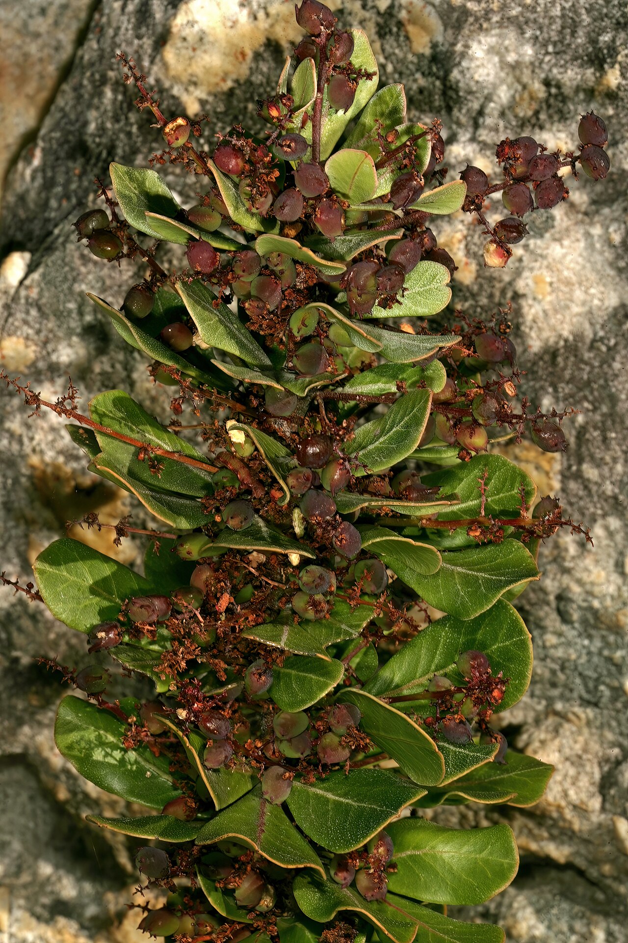 Searsia scytophylla: Searsia scytophylla var. scytophylla , developing fruit; Viljoen's Pass, Grabouw, Western Cape, South Africa
