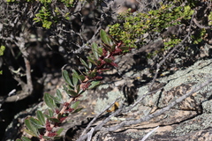 Searsia scytophylla (Searsia scytophylla)