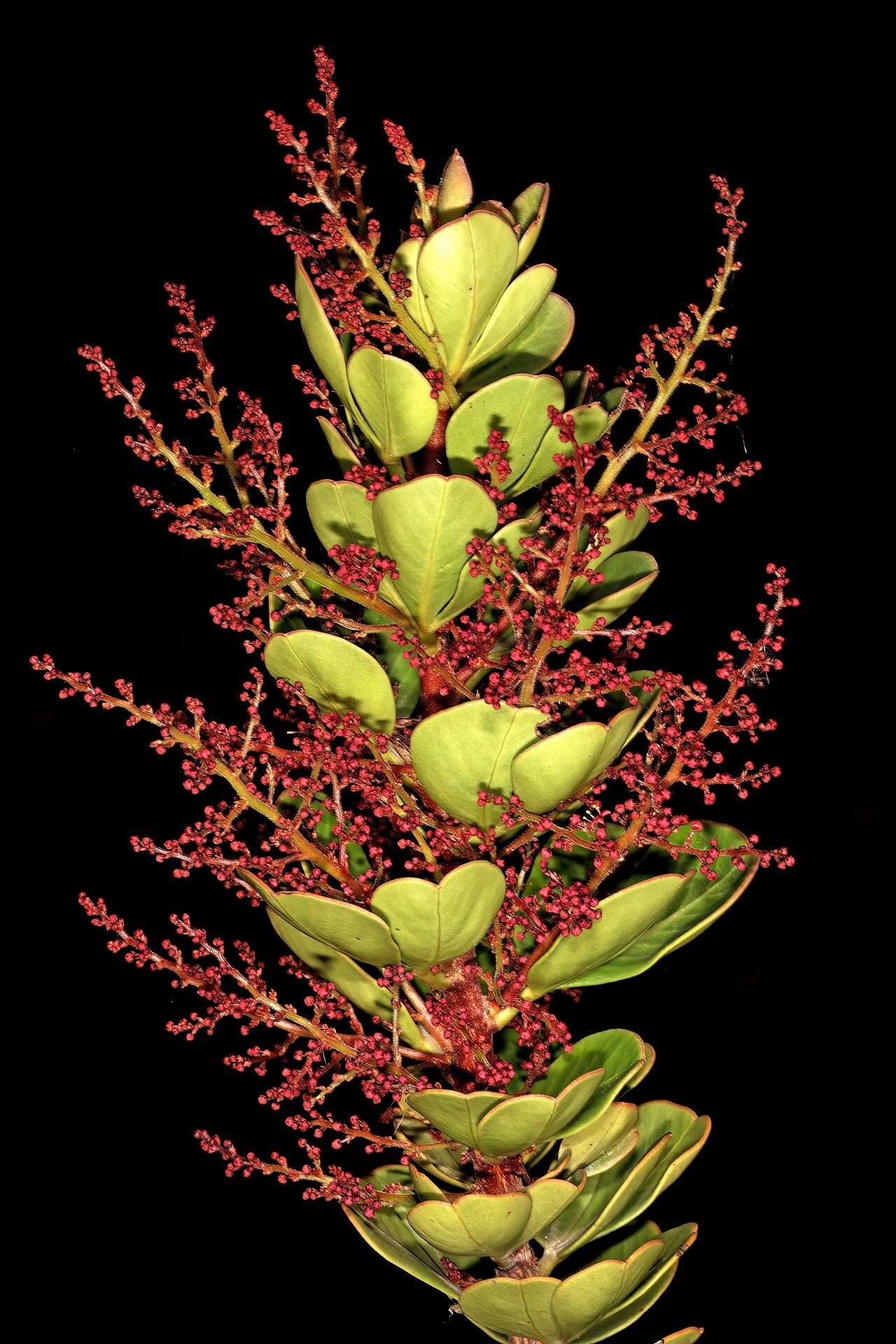 Searsia scytophylla: Searsia scytophylla var. scytophylla , male flowers (most still in bud); Viljoen's Pass, Grabouw, Western Cape, South Africa
