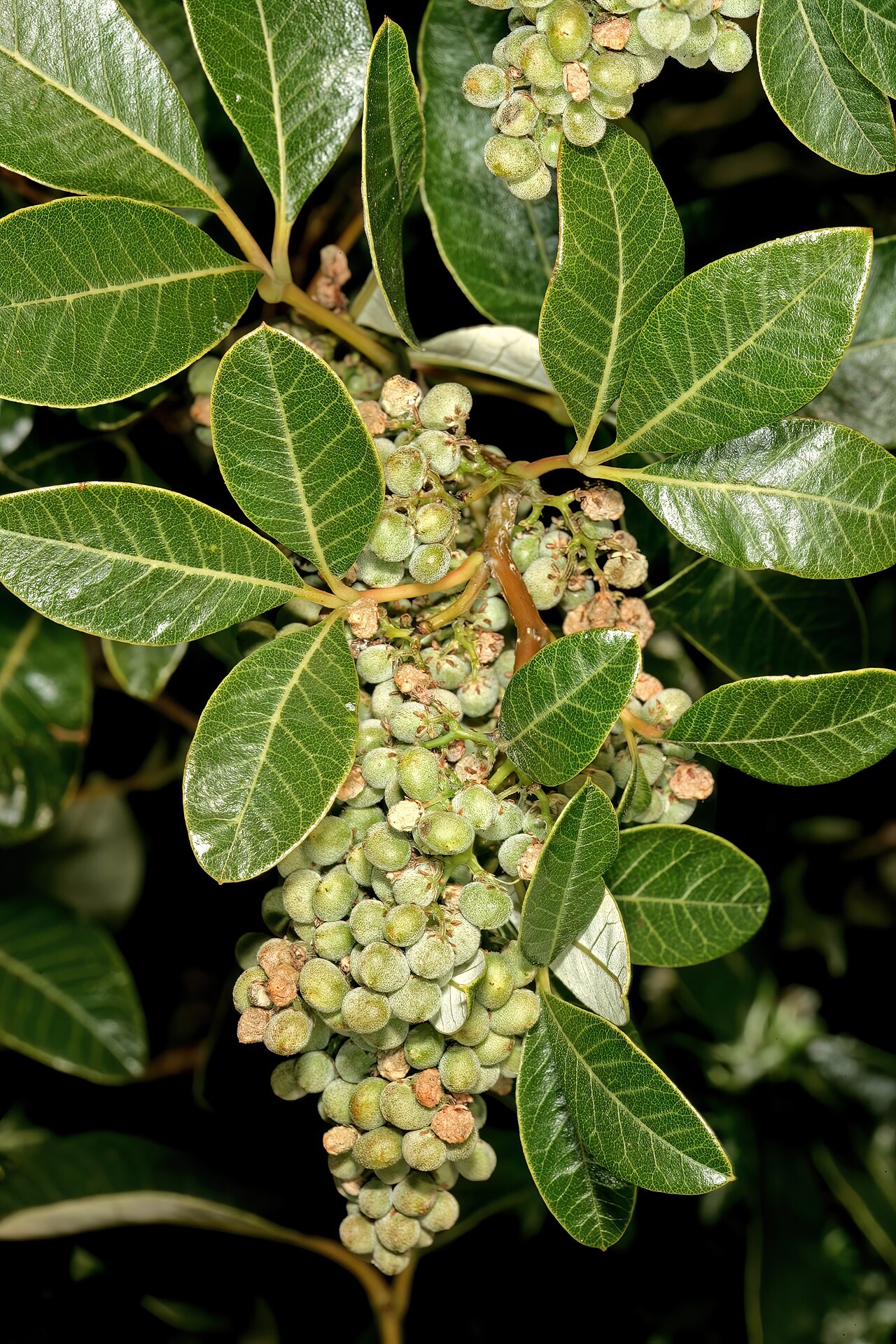 Bicoloured crowberry: Searsia tomentosa , developing fruit; Harold Porter National Botanical Garden, Betty's Bay, Western Cape, South Africa