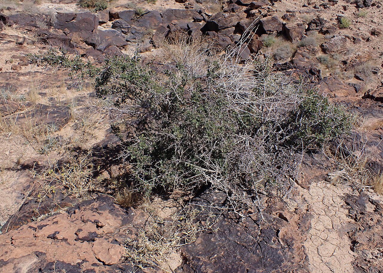 Tripartite sumac: Searsia tripartita at Panorama Dead Sea Complex in Jordan
