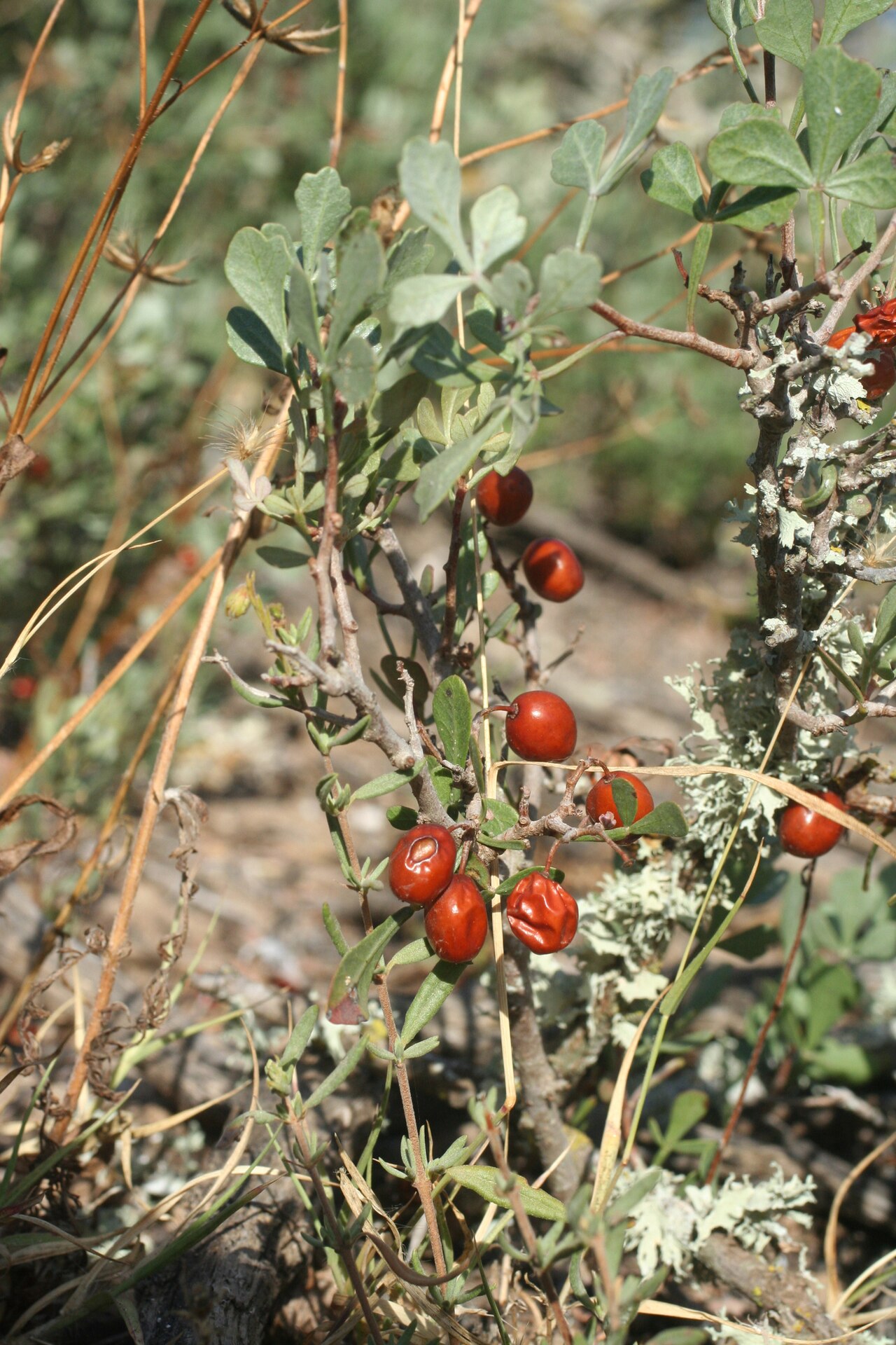 Tripartite sumac: Tripartite Sumac Searsia tripartita , Essaouira, Morocco.