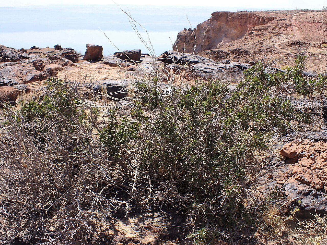 Tripartite sumac: Searsia tripartita at Panorama Dead Sea Complex in Jordan