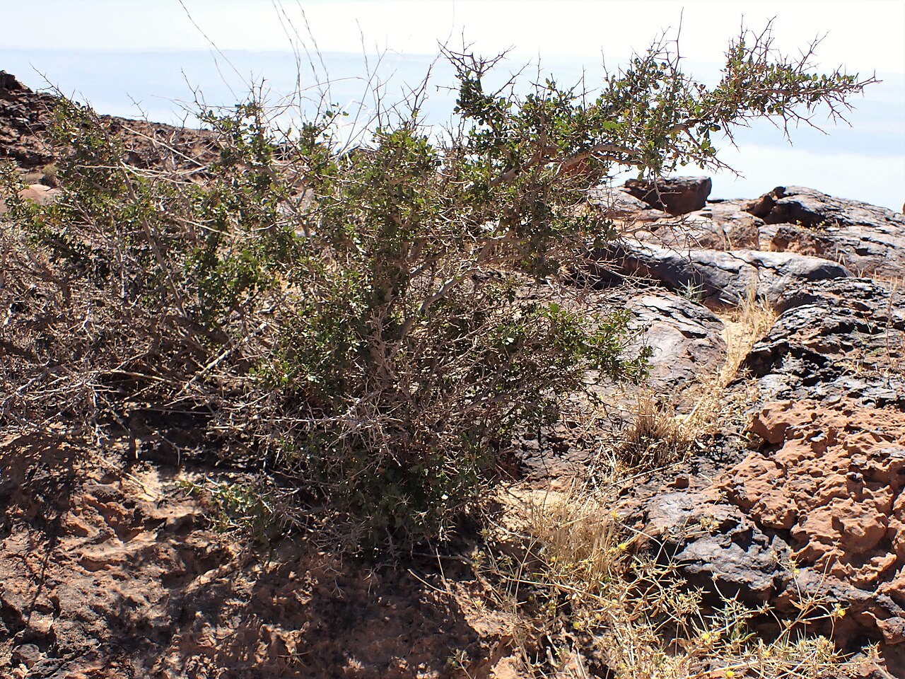 Tripartite sumac: Searsia tripartita at Panorama Dead Sea Complex in Jordan