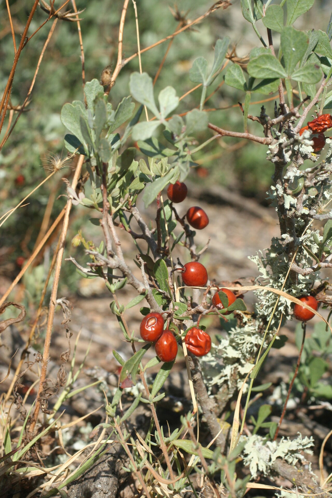 Tripartite sumac: Tripartite Sumac Searsia tripartita , Essaouira, Morocco.