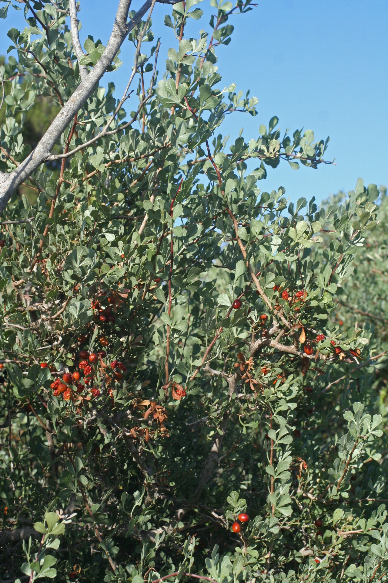 Tripartite sumac: Tripartite Sumac Searsia tripartita , Essaouira, Morocco.
