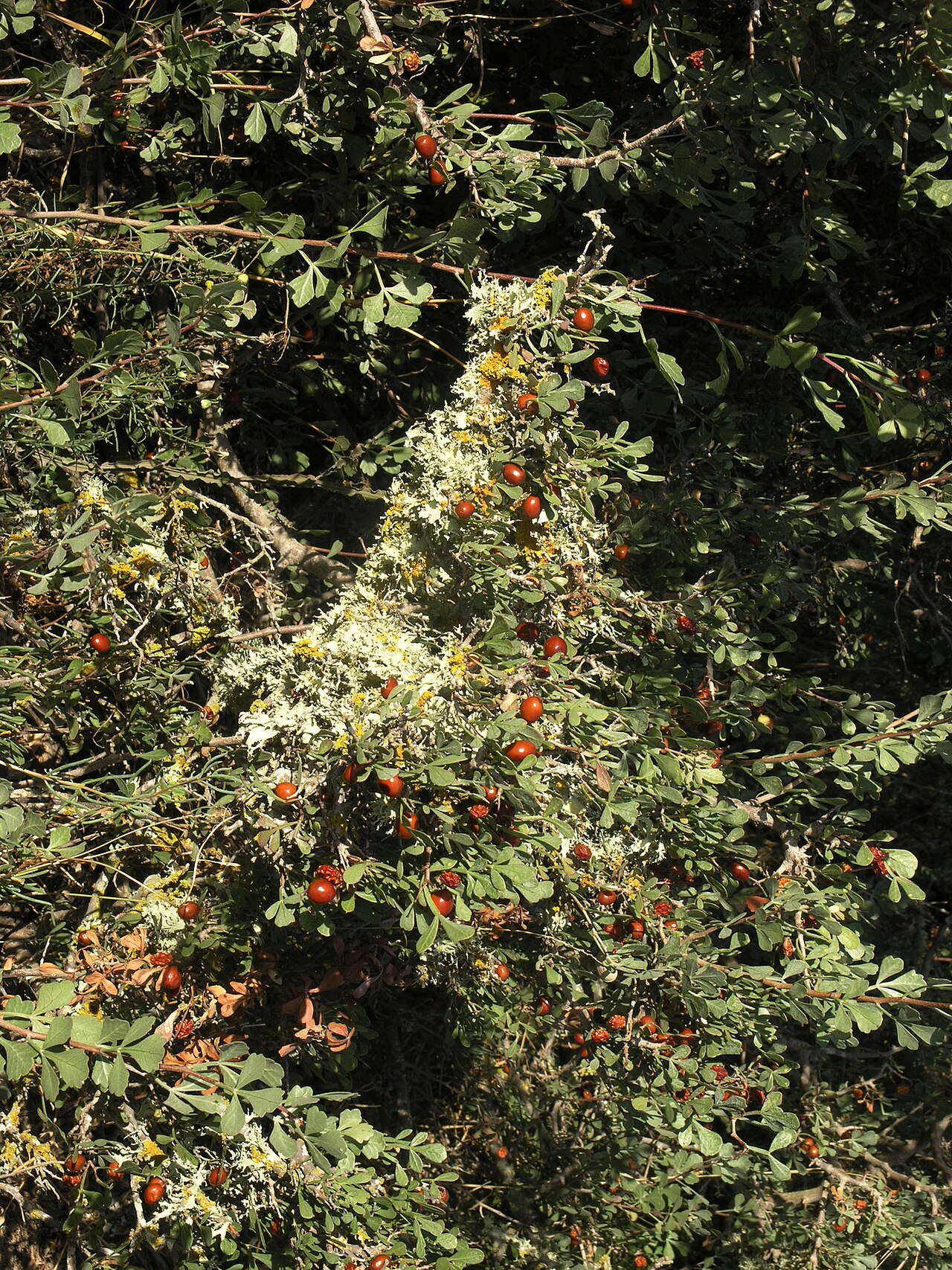 Tripartite sumac: Tripartite Sumac Searsia tripartita , Essaouira, Morocco.