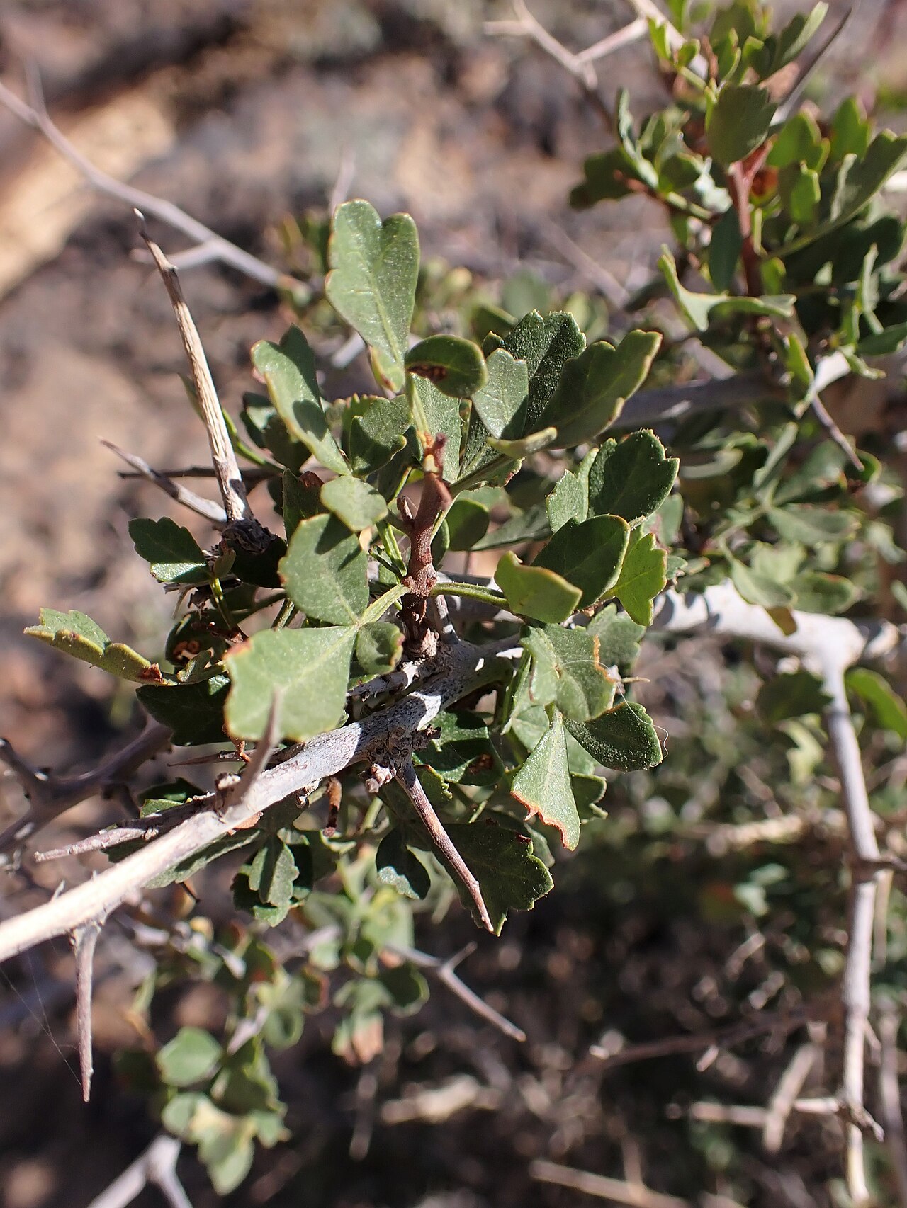 Tripartite sumac: Searsia tripartita at Panorama Dead Sea Complex in Jordan