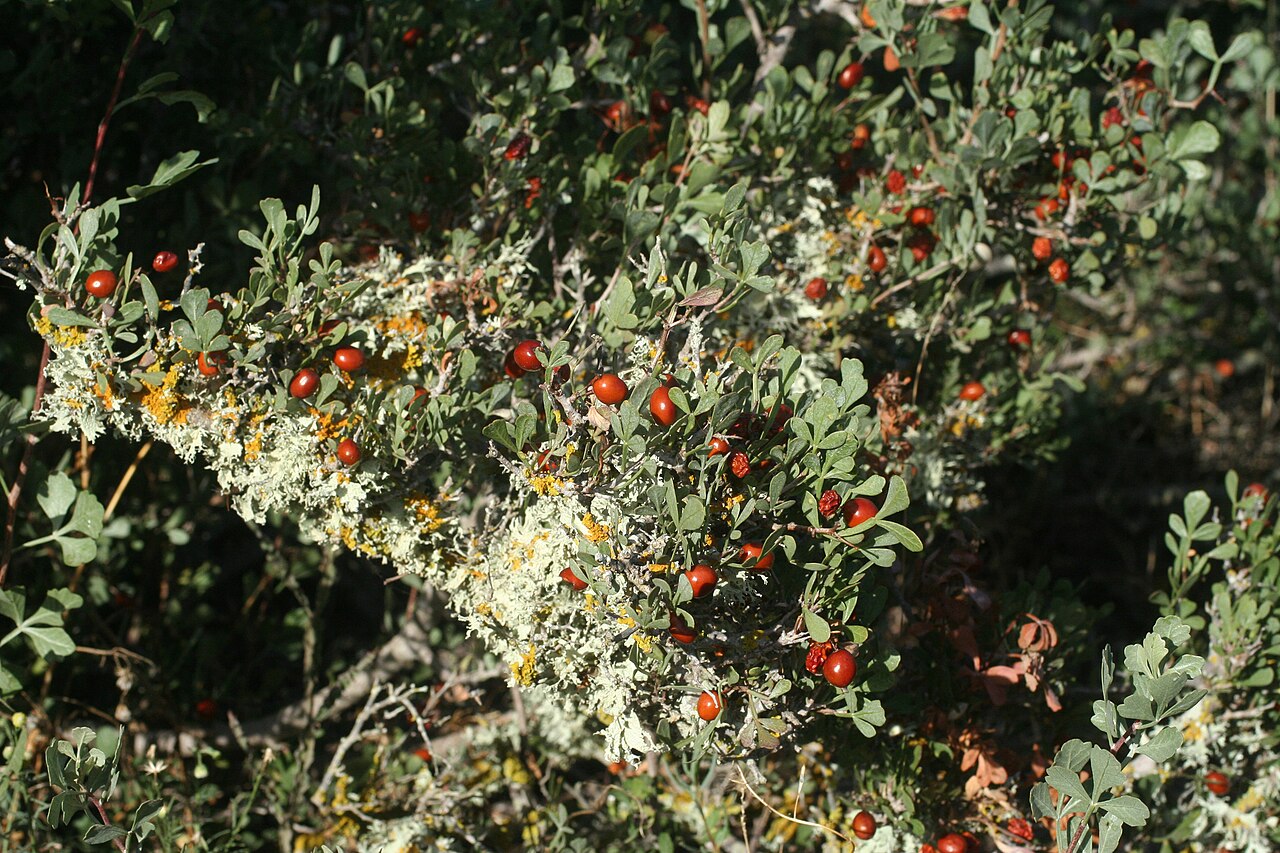 Tripartite sumac: Tripartite Sumac Searsia tripartita , Essaouira, Morocco.