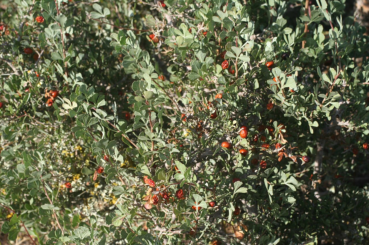 Tripartite sumac: Tripartite Sumac Searsia tripartita , Essaouira, Morocco.