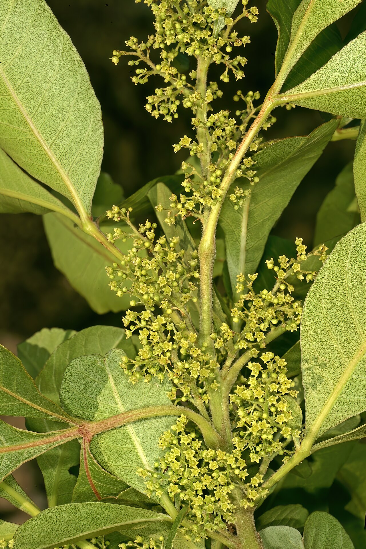 Hard-leaved currant: Searsia tumulicola var. tumulicola , female flowers; between Sudwalaskraal and Buffelskloof Nature Reserve, Mpumalanga, South Africa