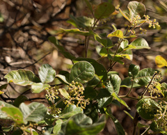 Hard-leaved currant (Searsia tumulicola)