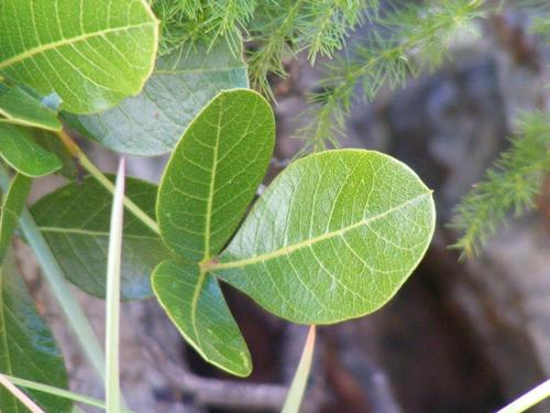 Hard-leaved currant (Searsia tumulicola)