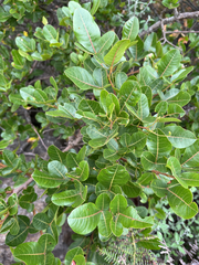 Hard-leaved currant (Searsia tumulicola)
