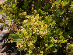 Hard-leaved currant (Searsia tumulicola)