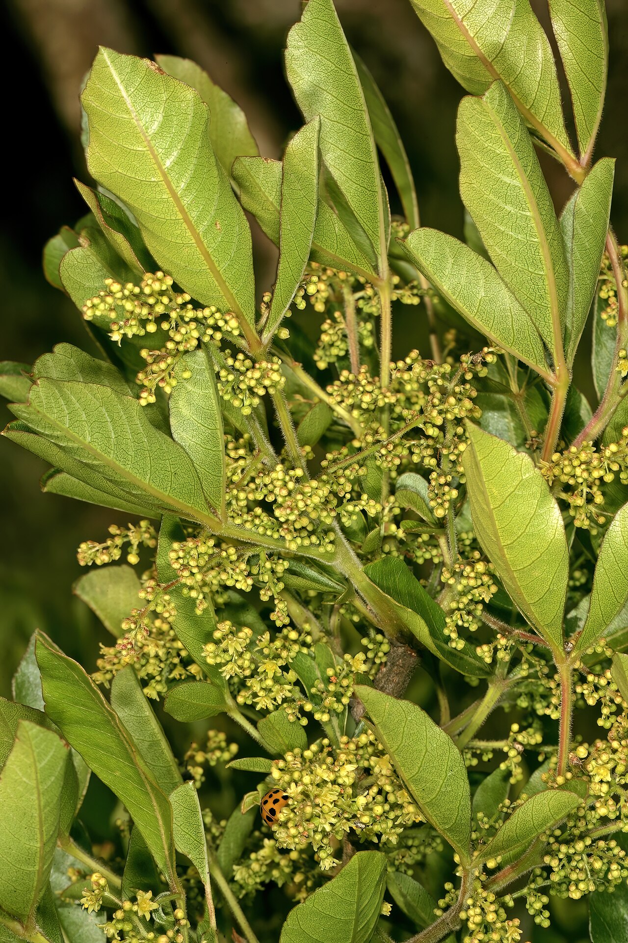 Hard-leaved currant: Searsia tumulicola var. tumulicola , male flowers; between Sudwalaskraal and Buffelskloof Nature Reserve, Mpumalanga, South Africa
