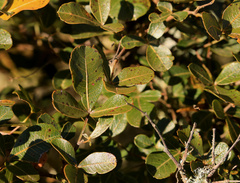 Hard-leaved currant (Searsia tumulicola)
