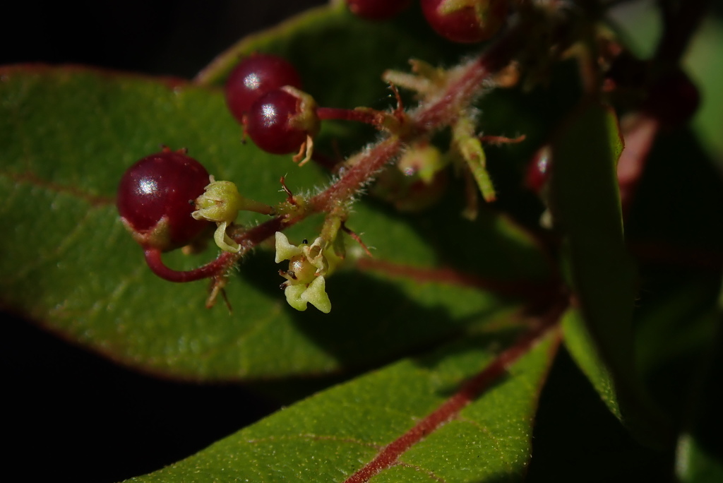 Hard-leaved currant (Searsia tumulicola)