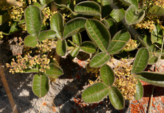 Hard-leaved currant (Searsia tumulicola)