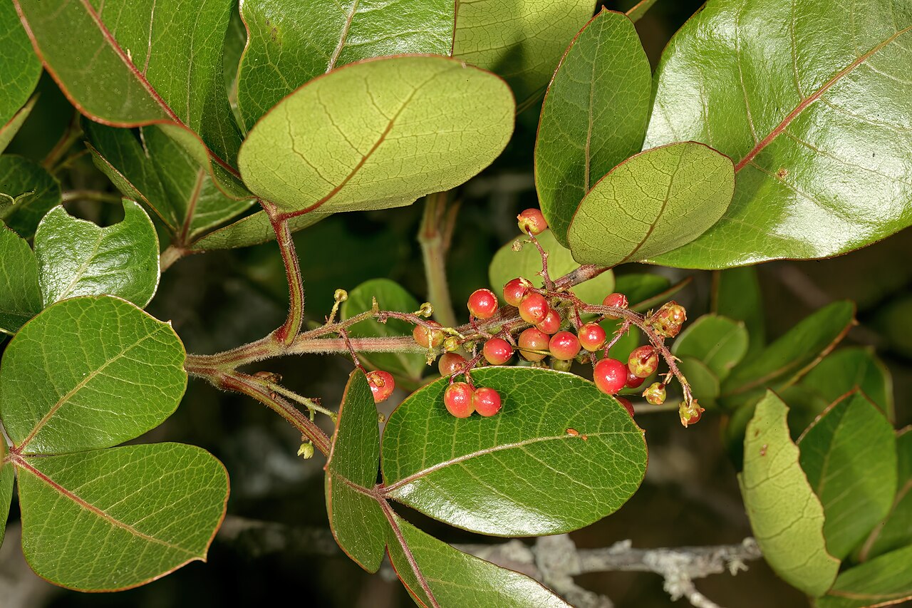 Hard-leaved currant: Searsia tumulicola var. tumulicola , developing fruit; vicinity of Mac Mac Falls, between Graskop and Sabie, Mpumalanga, South Africa